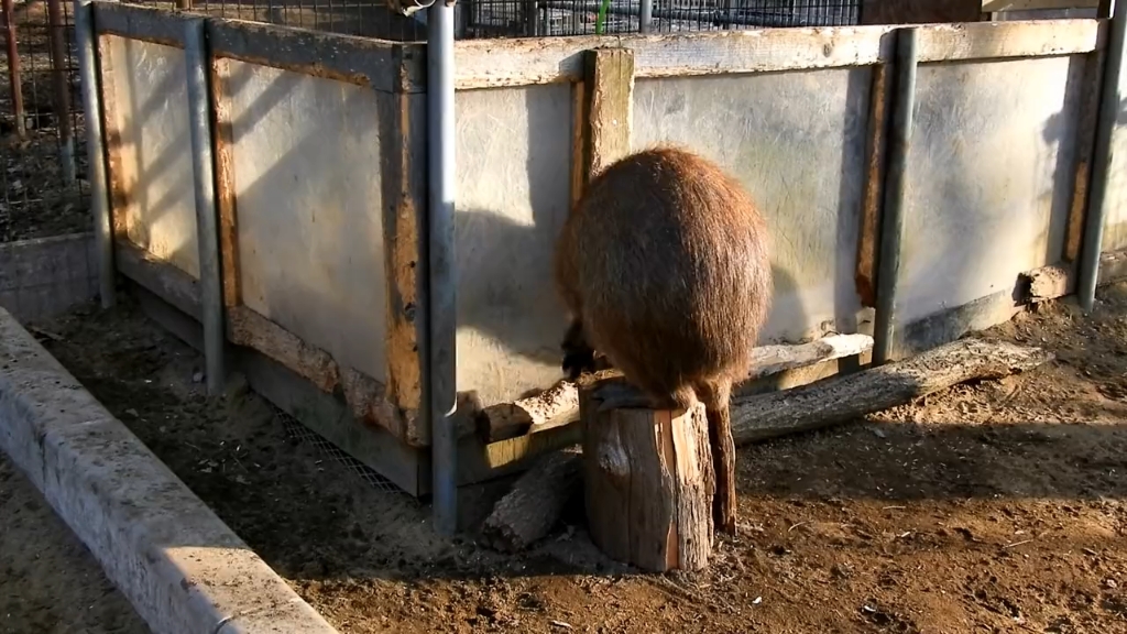 [图]肖申豚的救赎(˃ ⌑ ˂ഃ )