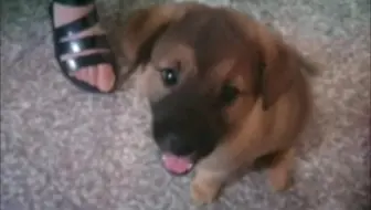 农村小伙将小狗送人 狗妈妈一路跟随 依依不舍 画面感人 哔哩哔哩 Bilibili