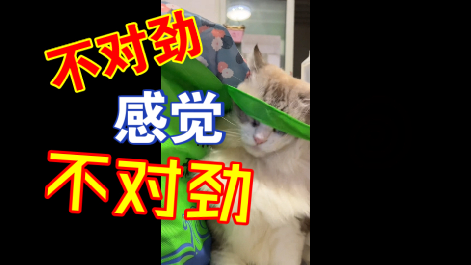 购物袋提手:小猫咪的新玩具(bushi)哔哩哔哩bilibili