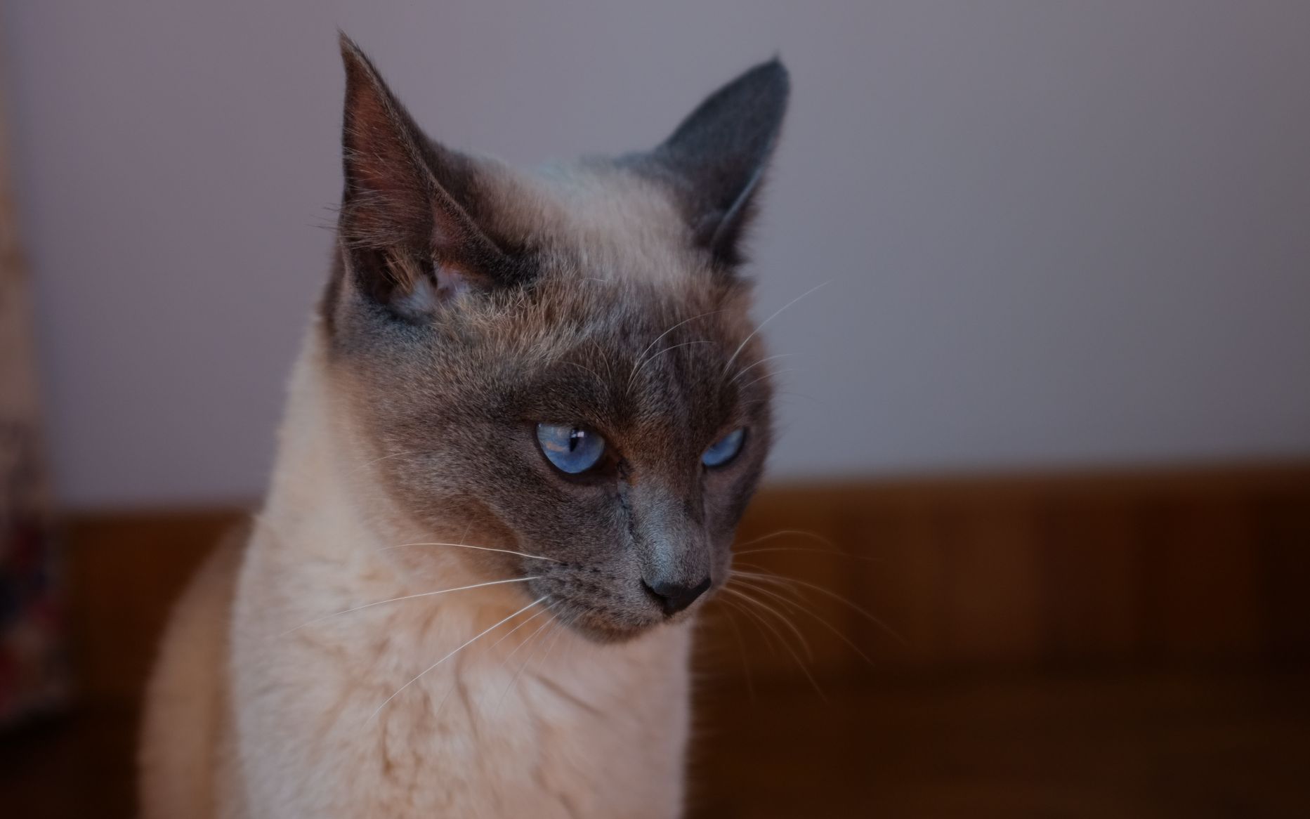 【暹罗蓝重点&美短加白】两只猫日常打架_哔哩哔哩 (゜-゜)つロ 干杯