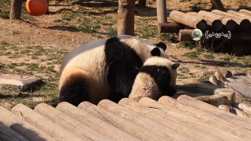 [图]【大熊猫永永】前一秒母慈子孝，下一秒就是鸡飞狗跳