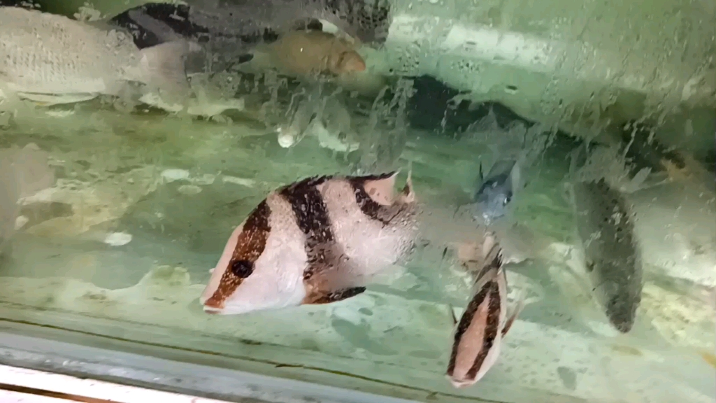 川纹笛鲷,花尾胡椒鲷,龙利鱼