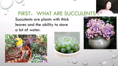 六年级学生 多肉植物英语介绍 多肉植 哔哩哔哩
