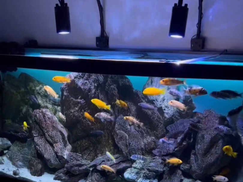 三湖造景 150x50x60岩栖混养缸,这个灯和发光背景板不错