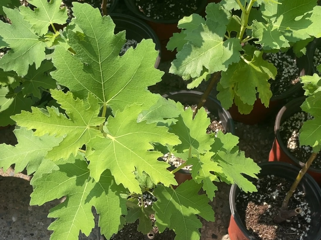 芭劳奈无花果盆栽 出