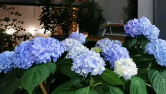 胡萝卜花成长过程 哔哩哔哩 つロ干杯 Bilibili
