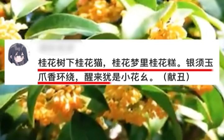 桂花树下桂花猫,地为床来花做袄.哔哩哔哩bilibili