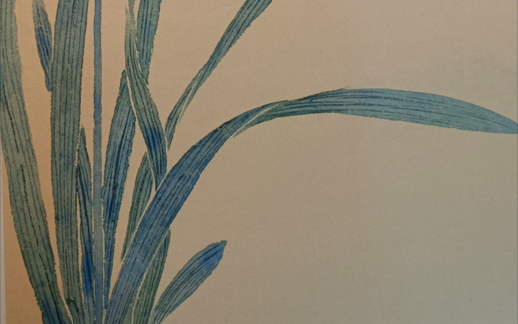 【没骨】水仙花