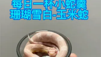 是一只可爱的小粉蛇捏