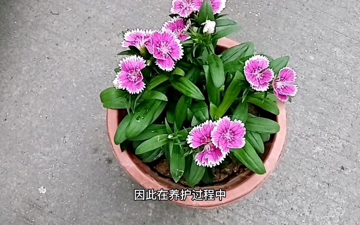 [图]石竹花总是养不好，记住这三点，年年都有花看，群花绽放太美了