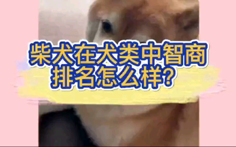 柴犬在犬类中智商排名怎么样?哔哩哔哩bilibili