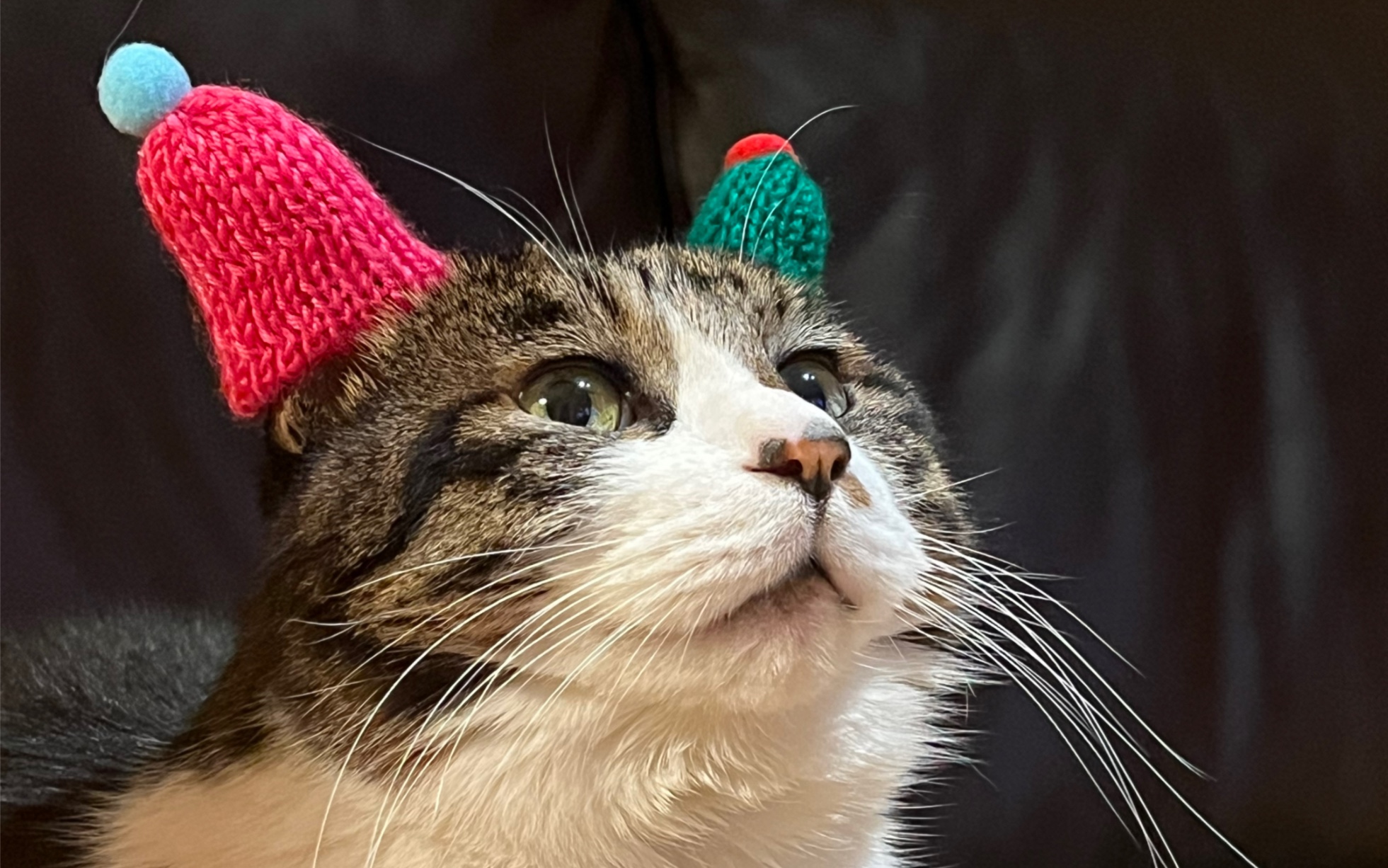 一只猫戴着帽子的图片图片