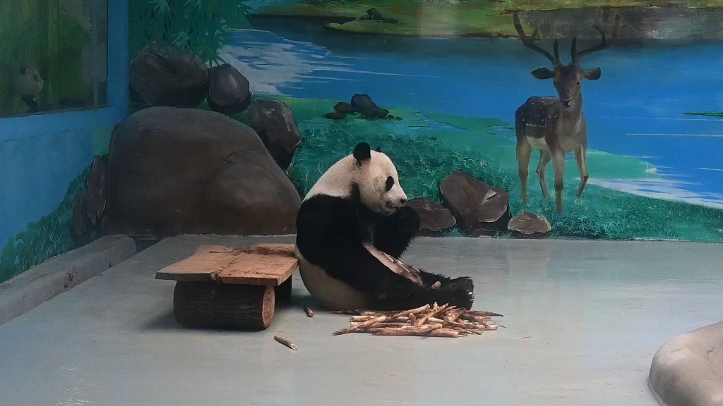 柳州动物园│大熊猫 小熊猫