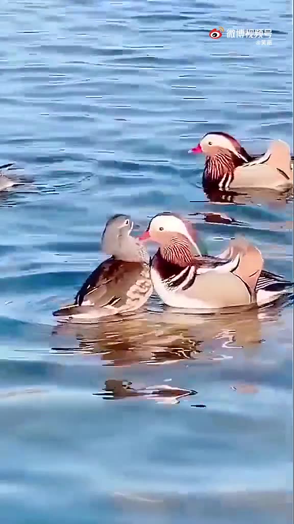 只羡鸳鸯不羡仙,双出双归度芳年