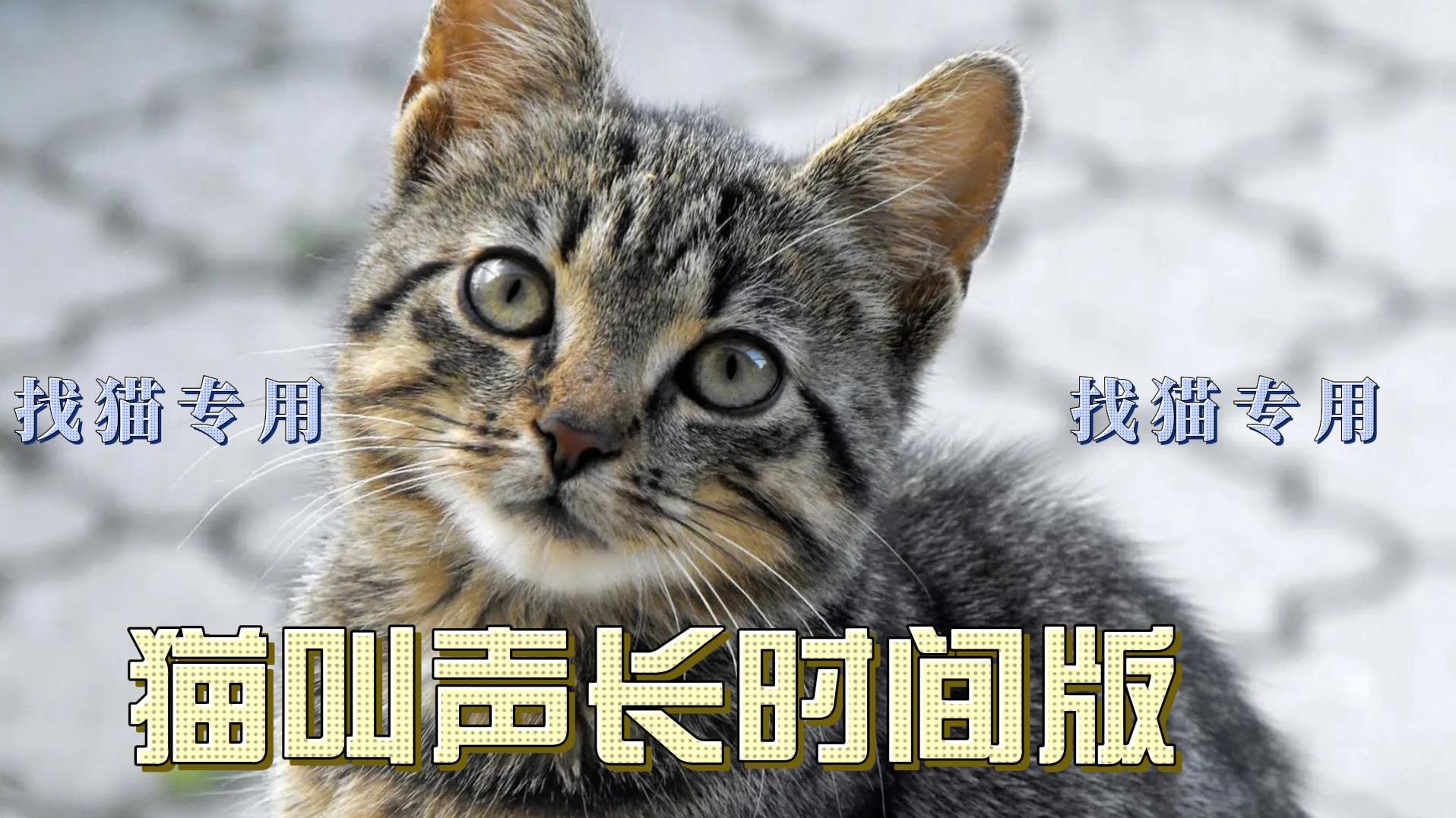 找猫专用 猫叫声长时间
