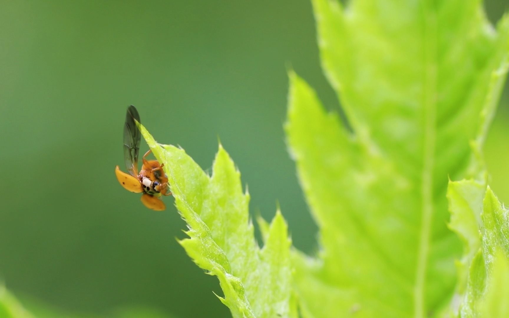 通明山自然风景区小虫子的快乐生活