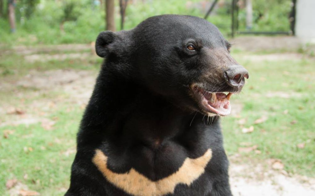 马来熊和亚洲黑熊的混血后代