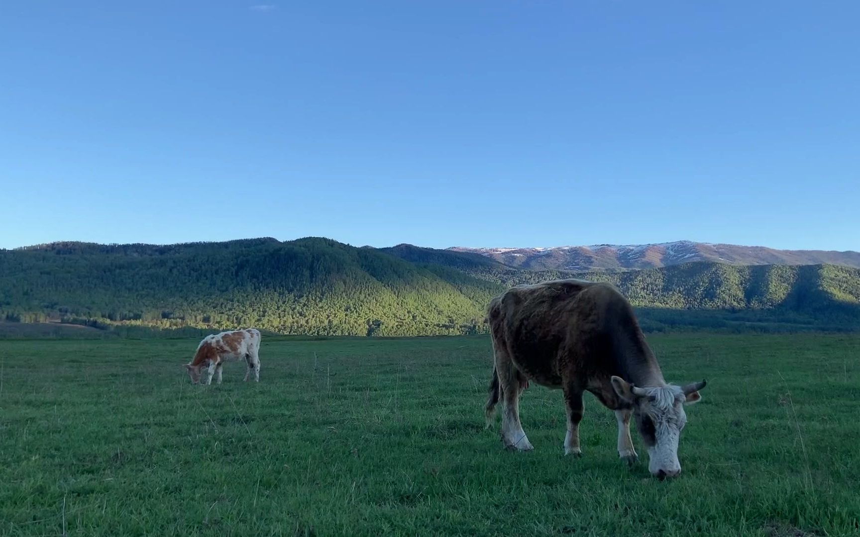 牛年快乐,由小牛为大家表演吃草