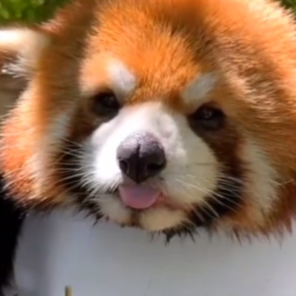 幸せになれる隠しコマンドがあるらしい（似乎有着能够变得幸福的