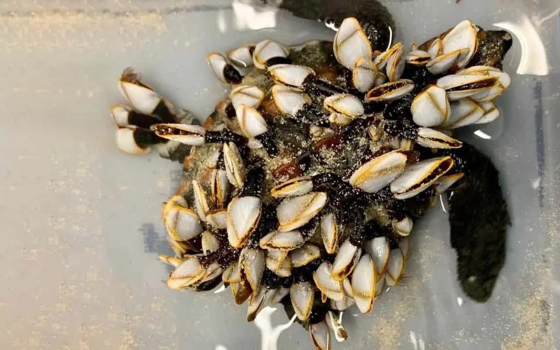 实拍给海龟清理藤壶的全过程,清理干净瞬间清爽了!