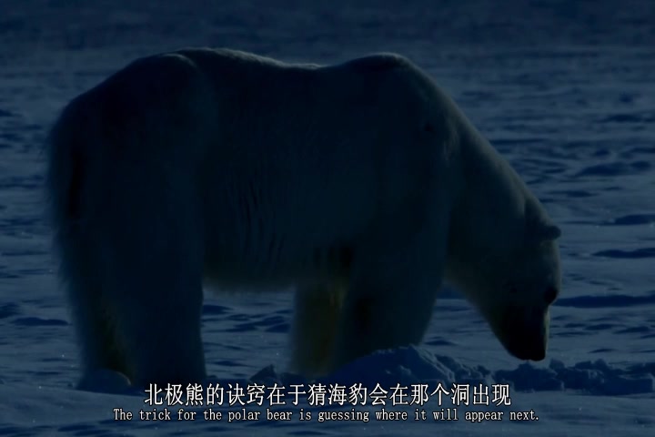 中英文字幕《挪威斯瓦尔巴特群岛冰封世界 Norway Svalbard a Frozen Ice World》哔哩哔哩bilibili