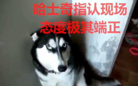 【当然是选择原谅】世界名犬哈士奇啦哔哩哔哩bilibili