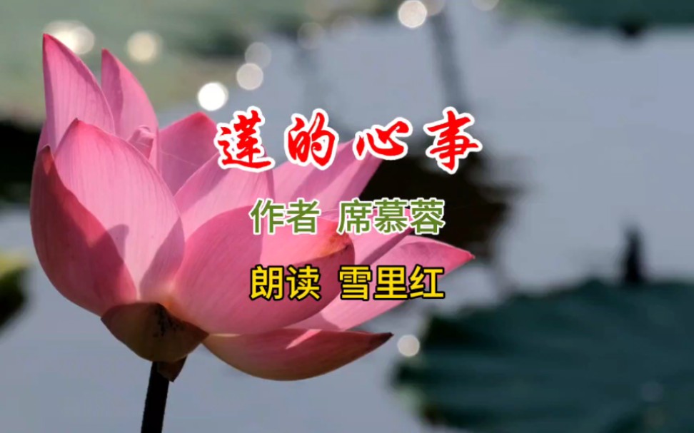 为你朗读《莲的心事》,作者:席慕蓉