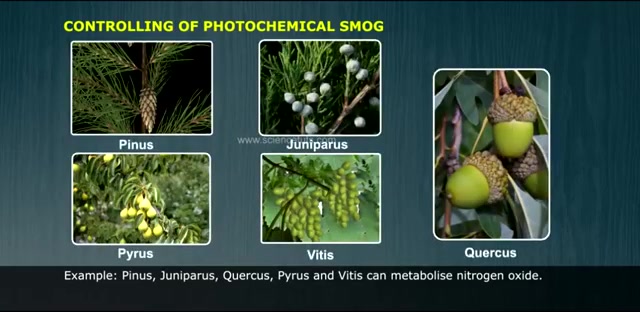 光化学污染 (Photochemical smog)哔哩哔哩bilibili