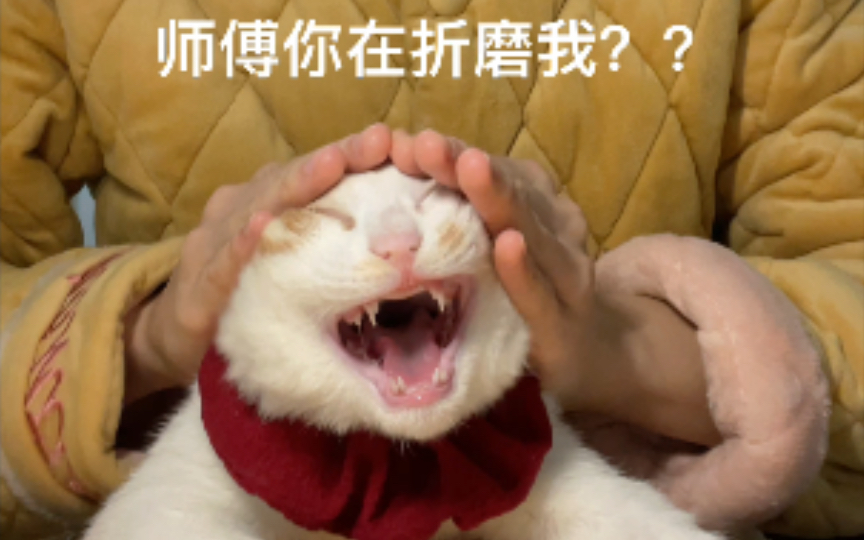 [图]猫客频频对五星级按摩技师提出抗议