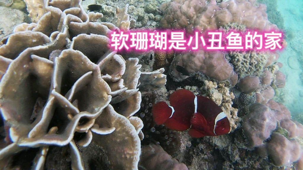 菲律宾巴拉望(7)小丑鱼的家在软珊瑚里哔哩哔哩bilibili