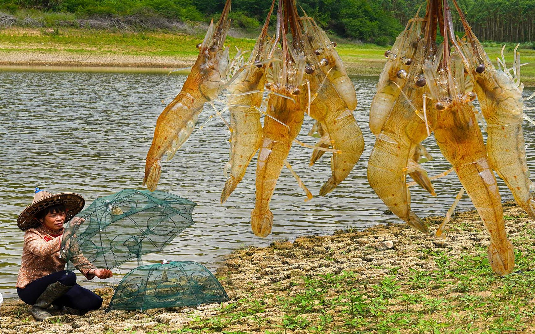 [图]水库里抓野生虾，外面1斤100多，做一道广西传统虾饼