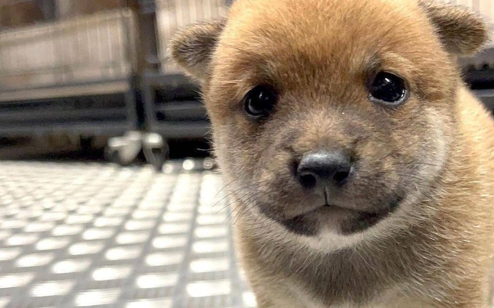 田园小奶狗|肥嘟嘟肉乎乎真好吸