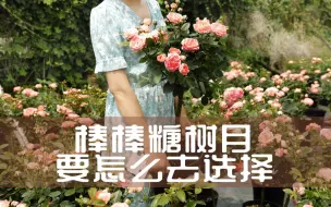 Download Video: 【惠惠的花园】棒棒糖月季怎么去选择呢，是选择原生棒棒糖？ 还是嫁接棒糖？其实各有的优点