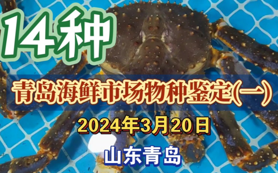 青岛海鲜市场物种鉴定(一)