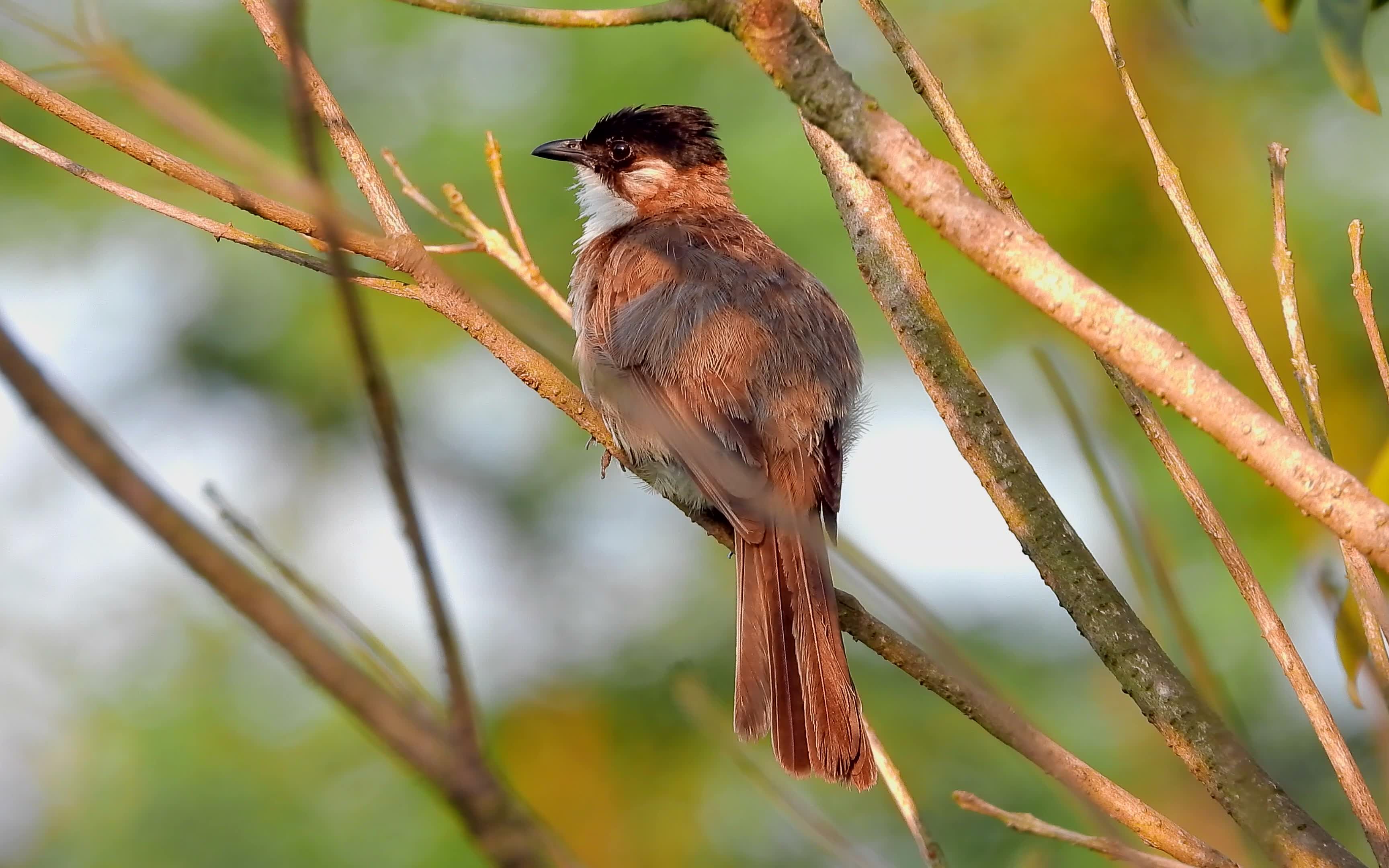 好听的鸟叫声,黄臀鹎叫声_哔哩哔哩_bilibili