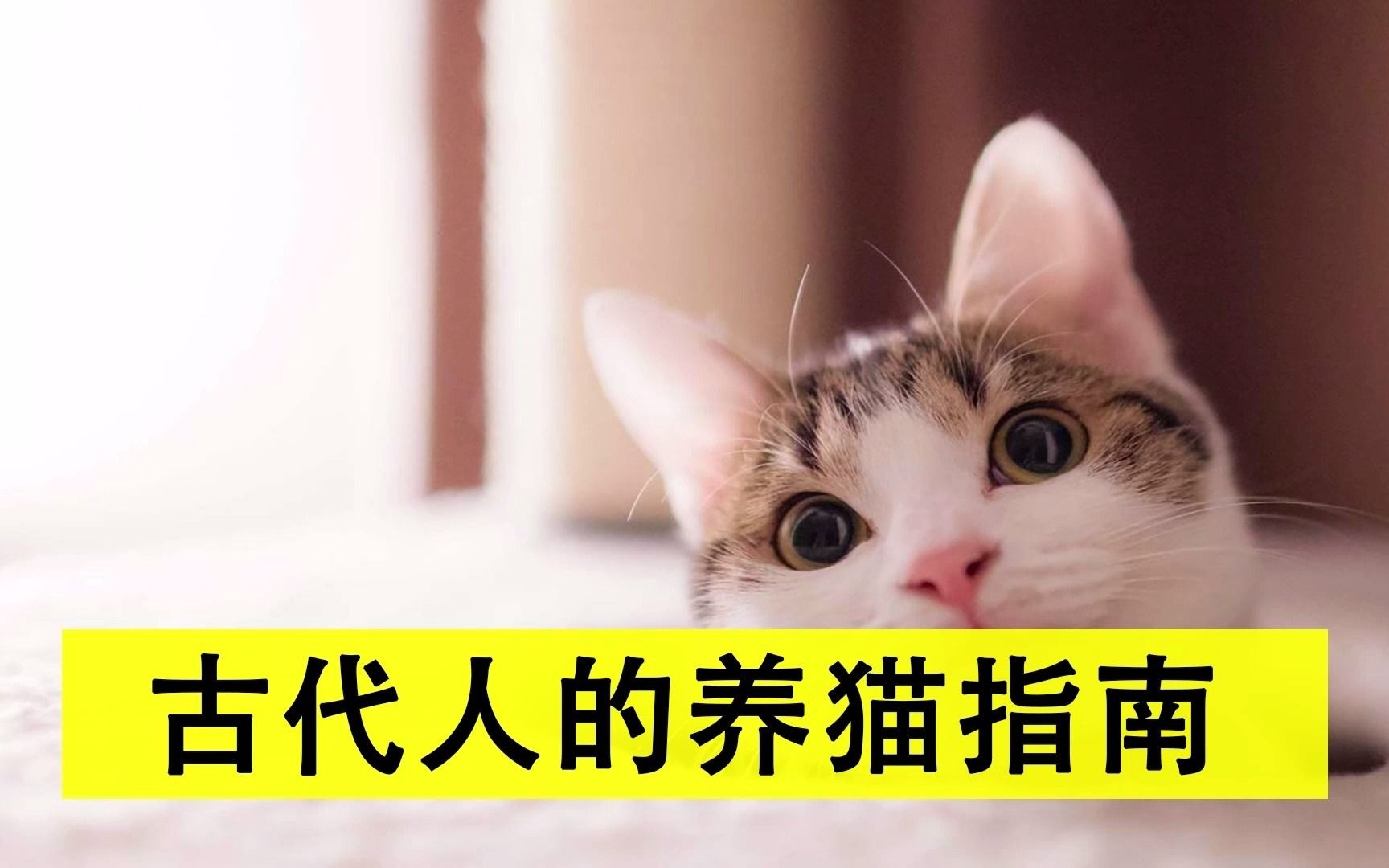 古代人的养猫指南:聘猫、纳猫、取名,比纳妾还注重仪式!哔哩哔哩bilibili