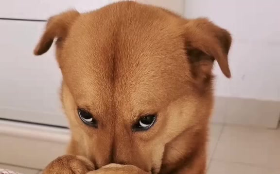 见过最委屈的狗 咬榴莲咬上热搜的狗子