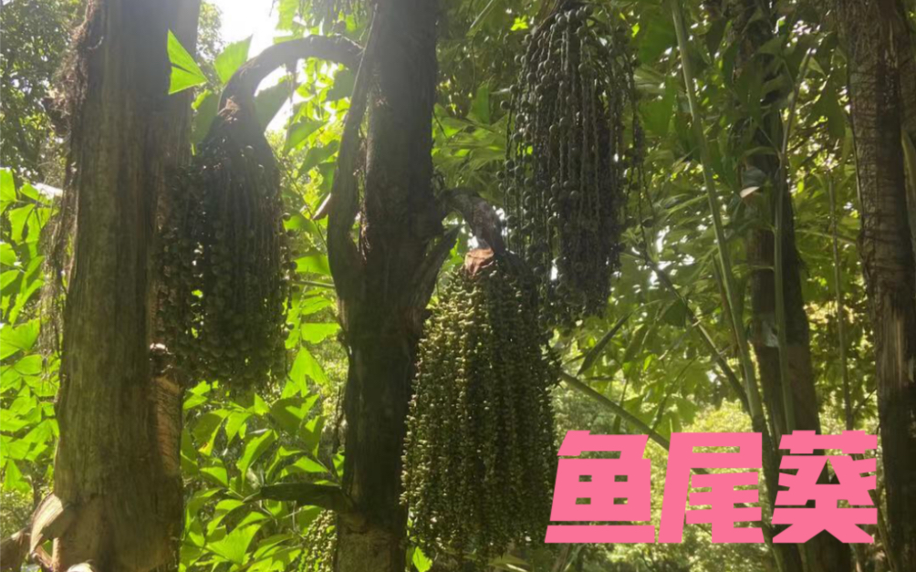 鱼尾葵花语:生意兴隆,吉祥如意!_哔哩哔哩_bilibili