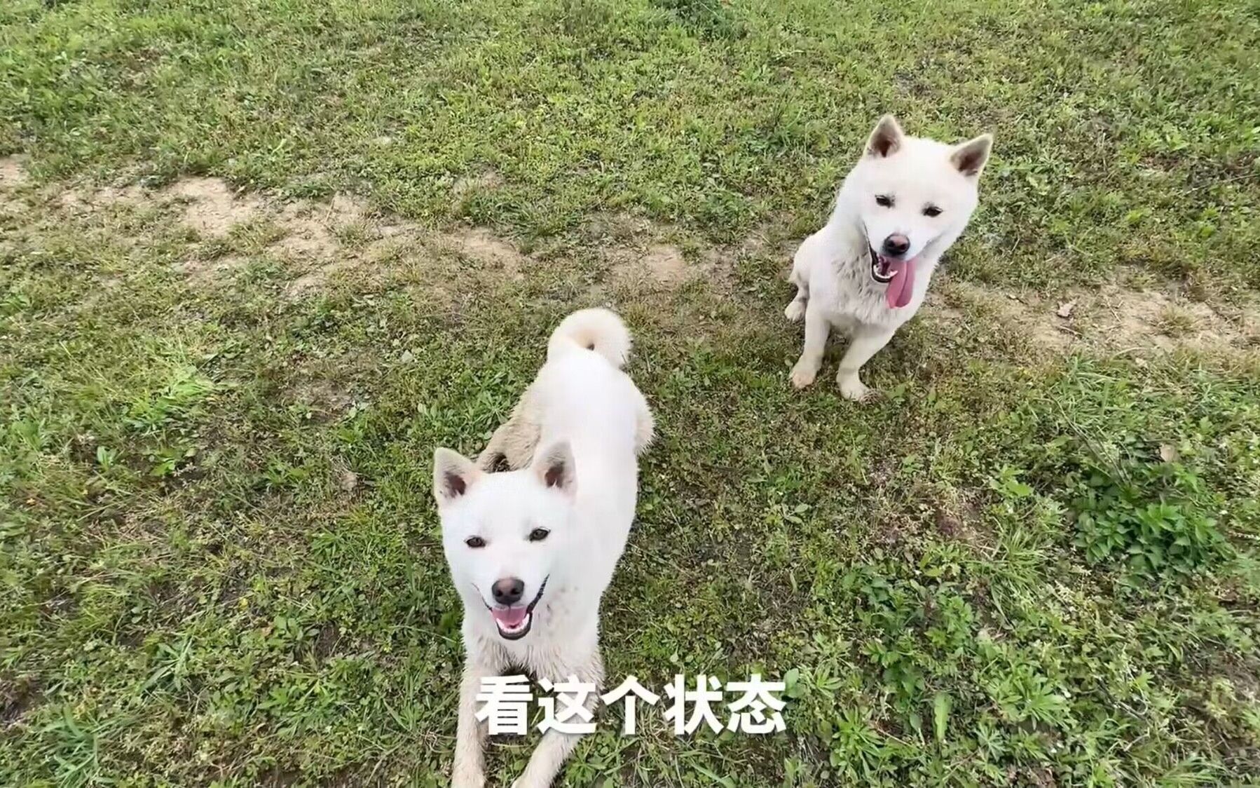 好久没见面的姐弟俩差点把橘猫追上天了-天下一场梦-天下一场梦-哔哩哔哩视频