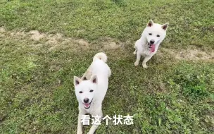 Télécharger la video: 好久没见面的姐弟俩差点把橘猫追上天了