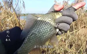 Скачать видео: 野钓：要想鱼儿钓得多，记得多打窝，大河上大板，得劲