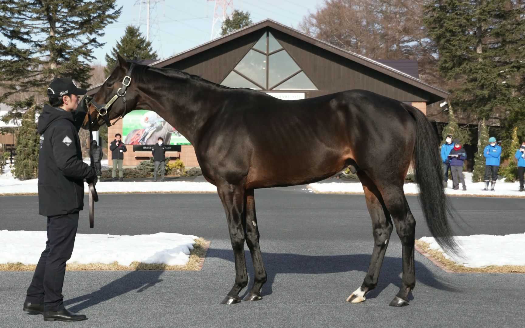 【2023种马展示4k版】北部玄驹kitasan black