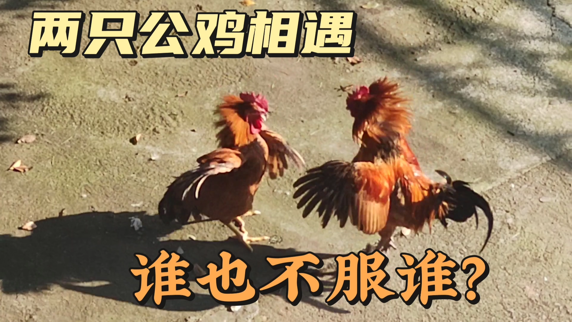 两只公鸡打架