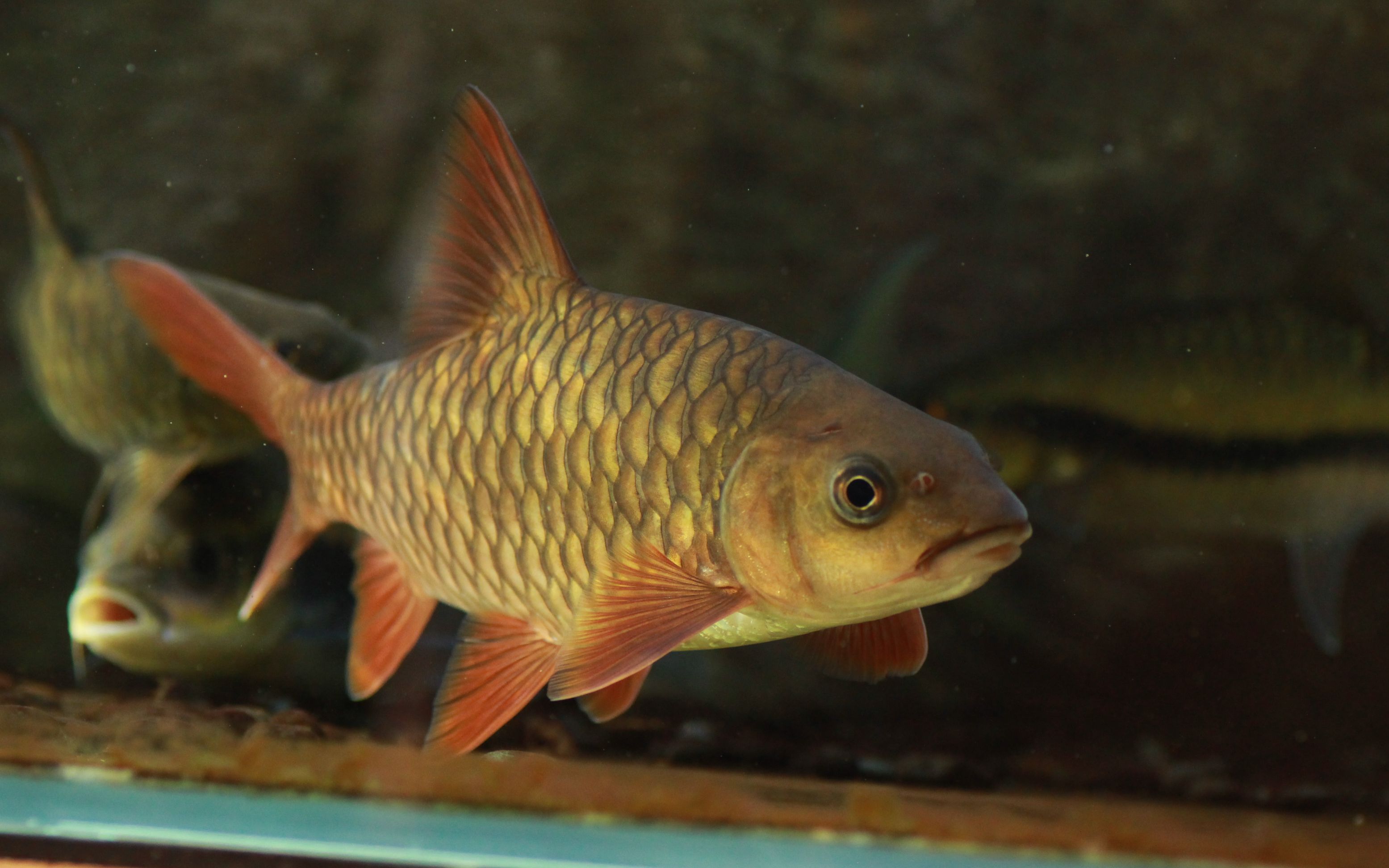 活动作品吉罗鱼的混养水槽