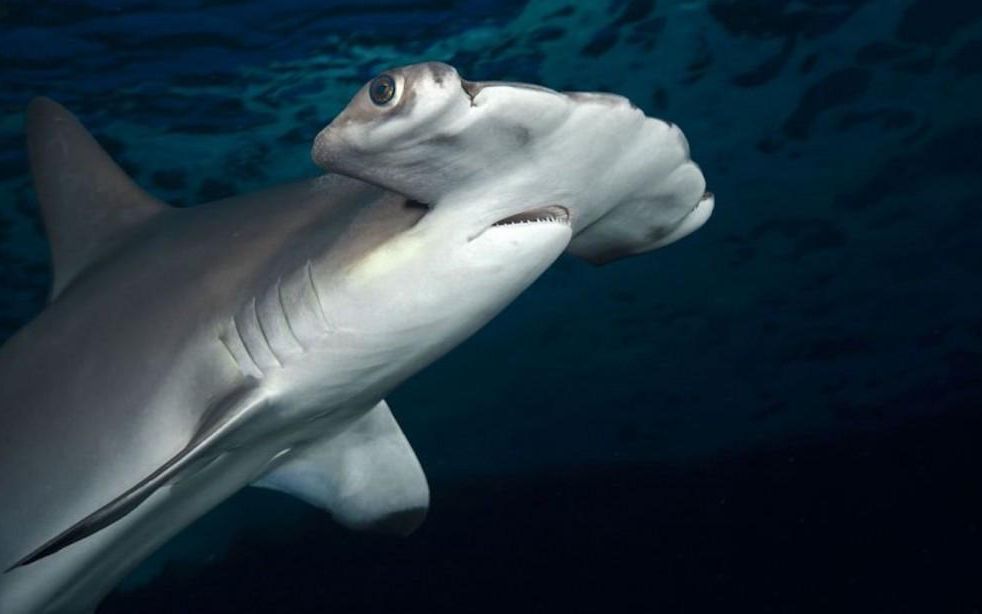 双髻鲨---郭鹏制作_哔哩哔哩_bilibili