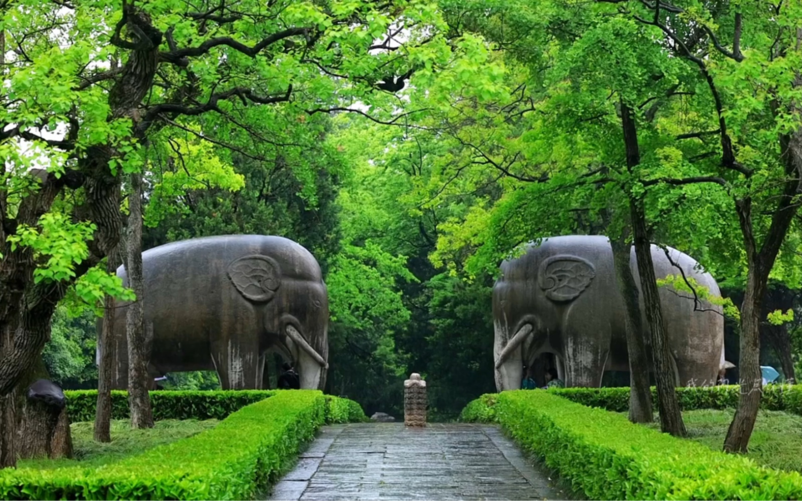 南京一下雨就美成了金陵,雨中石象路