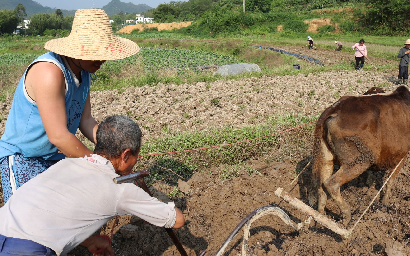 活动  农村70多岁老人耕地,连人带牛一天80块还不管饭,你觉得划算吗?