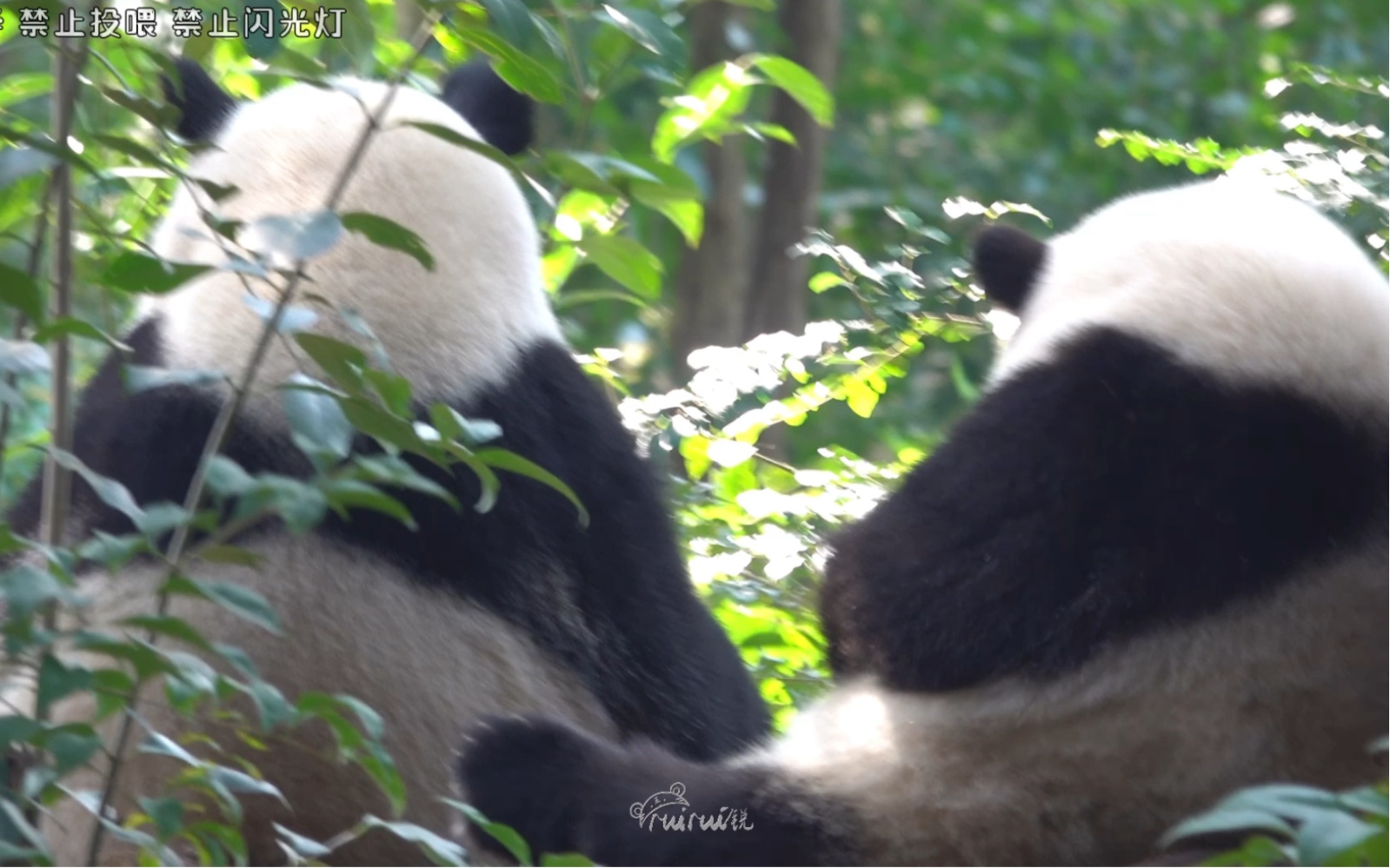 11.27阳光正好,微风拂面,花花叶叶闲坐林间,真是一幅好风景哔哩哔哩bilibili