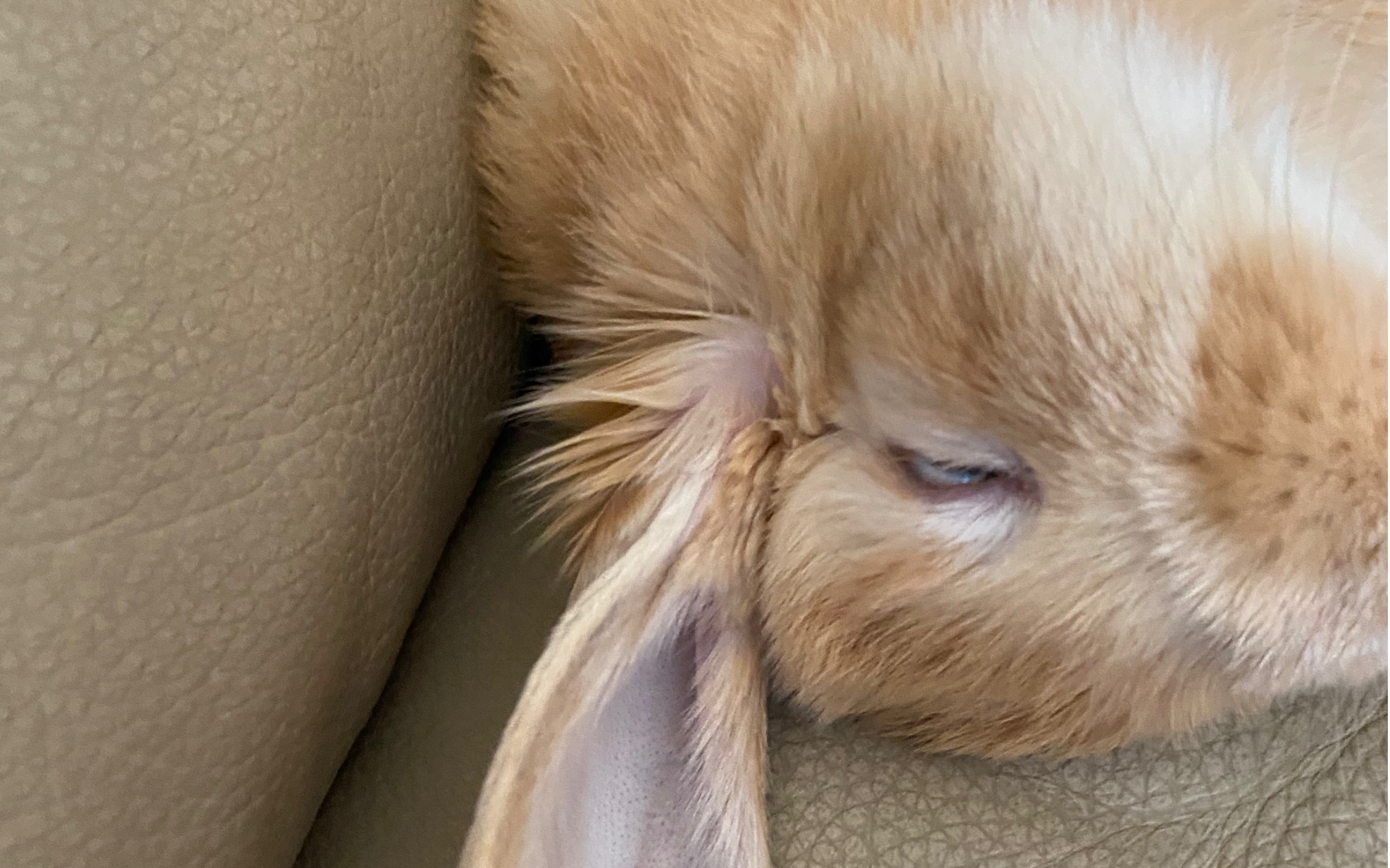 怎么会有兔子睡觉翻白眼呢