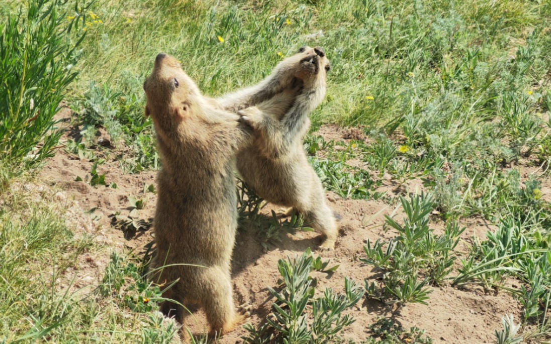 给大家看土拨鼠很文明地打架